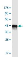 Anti-CHCHD4 Mouse Monoclonal Antibody [clone: 6C9]