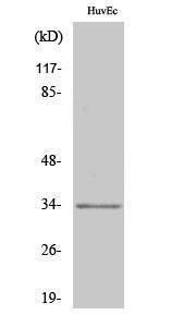 Western blot analysis of various cells using Anti-OR1L6 Antibody