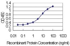 Anti-ODAM Mouse Monoclonal Antibody [clone: 2F8]