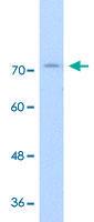 Anti-GTF2IRD1 Rabbit Polyclonal Antibody