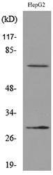 Western blot analysis of lysate from HepG2 cells using Anti-GGT1 Antibody