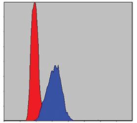 Anti-AIFM1 Mouse Monoclonal Antibody [clone: 4E7]