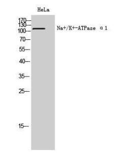 Western blot analysis of HeLa cells using Anti-alpha 1 Sodium Potassium ATPase Antibody