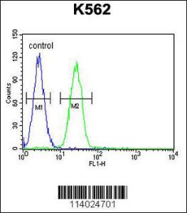 Anti-TBX6 Rabbit Polyclonal Antibody