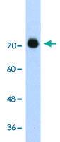 Anti-GTF2IRD1 Rabbit Polyclonal Antibody