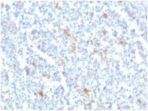 Immunohistochemical analysis of formalin-fixed, paraffin-embedded human tonsil tissue using Anti-SPARC Antibody [OSTN/3759]