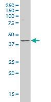 Anti-LANCL1 Mouse Polyclonal Antibody