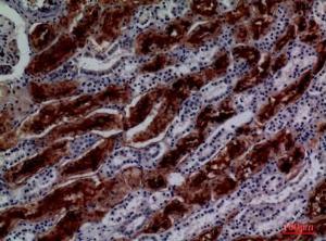 Immunohistochemical analysis of paraffin-embedded human kidney using Anti-GGT1 Antibody