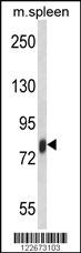 Anti-GPR137 Rabbit Polyclonal Antibody