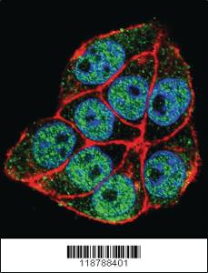 Anti-TRADD Rabbit Polyclonal Antibody