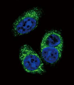 Anti-TGFB2 Mouse Monoclonal Antibody (HRP (Horseradish Peroxidase)) [clone: 220ct16.4.3.1]