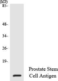 Western blot analysis of the lysates from HeLa cells using Anti-Prostate Stem Cell Antigen Antibody