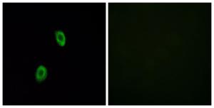 Immunofluorescence analysis of HUVEC cells using Anti-OR1D2 Antibody. The right hand panel represents a negative control, where the antibody was pre-incubated with the immunising peptide.