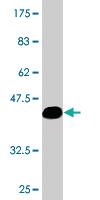 Anti-SPA17 Mouse Monoclonal Antibody [clone: 3B6]