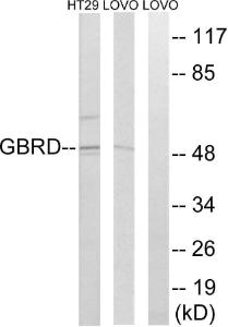 Anti-GABA A Receptor delta Rabbit Polyclonal Antibody