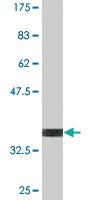 Anti-SRP54 Mouse Monoclonal Antibody [clone: 2G7]