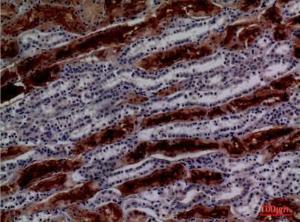 Immunohistochemical analysis of paraffin-embedded human kidney using Anti-GGT1 Antibody