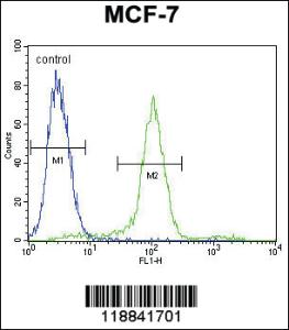 Anti-WT1 Rabbit Polyclonal Antibody