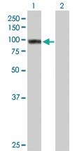 Anti-TNIP1 Mouse Polyclonal Antibody