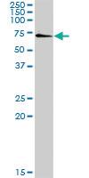 Anti-SSH6 Rabbit Polyclonal Antibody