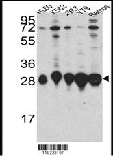 Anti-HMGB2 Rabbit Polyclonal Antibody