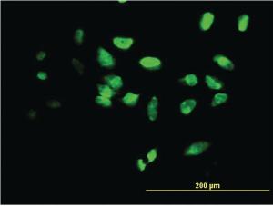 Anti-FOXF2 Mouse Monoclonal Antibody [clone: 3F5]