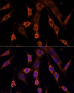 Anti-PDCD4 Rabbit Polyclonal Antibody