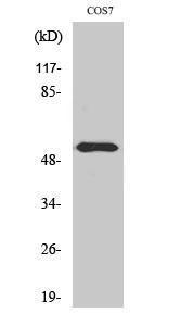 Western blot analysis of various cells using Anti-p56 Dok-2 (phospho Tyr299) Antibody