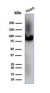 Antibody anti-CD36 CD367217 BSA 100 µg