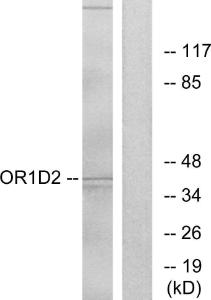 Western blot analysis of lysates from Jurkat cells using Anti-OR1D2 Antibody. The right hand lane represents a negative control, where the antibody is blocked by the immunising peptide.