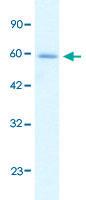 Anti-HCLS1 Rabbit Polyclonal Antibody