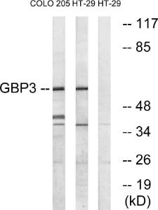 Anti-GBP3 Rabbit Polyclonal Antibody