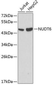 Western blot analysis of extracts of various cell lines, using Anti-NUDT6 Antibody (A0260) at 1:1,000 dilution.<br />Secondary antibody: Goat Anti-Rabbit IgG (H+L) (HRP) (AS014) at 1:10,000 dilution.<br />Lysates / proteins: 25µg per lane.<br />Blocking buffer: 3% non-fat dry milk in TBST