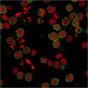 Immunofluorescent analysis of MOLT-4 cells stained with Anti-CD6 Antibody [C6/2884R] followed by Goat Anti-Rabbit IgG (CF&#174; 488) (Green) Nuclei are labeled with RedDot