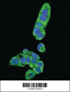 Anti-DPEP3 Rabbit Polyclonal Antibody