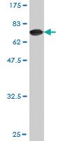 Anti-TUBA4A Mouse Monoclonal Antibody [clone: 2E11]