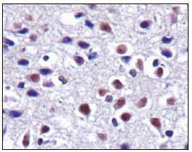 Anti-GPR39 Rabbit Polyclonal Antibody (Biotin)