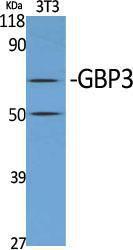 Anti-GBP3 Rabbit Polyclonal Antibody