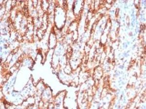 Antibody anti-CD36 CD367217 BSA 100 µg