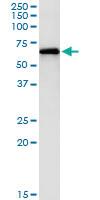 Anti-PAK1 Mouse Monoclonal Antibody