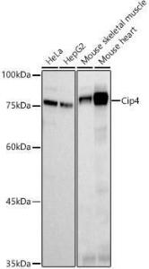 Western blot analysis of extracts of various cell lines, using Anti-Cip4 Antibody [ARC2844] (A307181) at 1:500 dilution