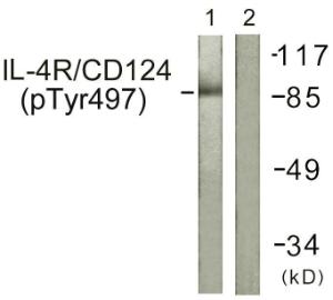 Western blot analysis of lysates from 293 cells using Anti-IL-4R (phospho Tyr497) Antibody. The right hand lane represents a negative control, where the antibody is blocked by the immunising peptide