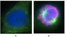 Anti-HIST3H3 Rat monoclonal antibody