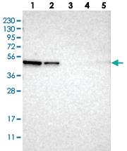 Anti-ERGIC3 Rabbit Polyclonal Antibody