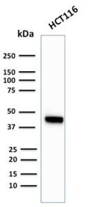 Western blot analysis of HCT116 cell lysate using Anti-Cytokeratin 18 Antibody [KRT18/2819R]