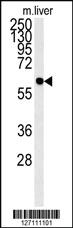 Anti-PCYXL Rabbit Polyclonal Antibody