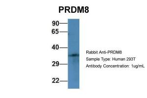 Anti-PRDM8 Rabbit Polyclonal Antibody