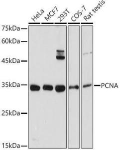 Western blot analysis of extracts of various cell lines, using Anti-PCNA Antibody (A12584) at 1:1,000 dilution. The secondary antibody was Goat Anti-Rabbit IgG H&L Antibody (HRP) at 1:10,000 dilution.