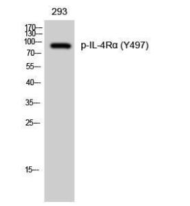 Western blot analysis of 293 cells using Anti-IL-4R (phospho Tyr497) Antibody