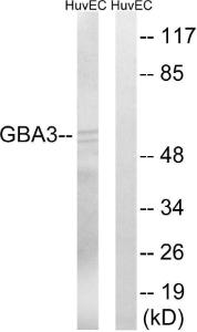 Western blot analysis of lysates from HUVEC cells using Anti-GBA3 Antibody The right hand lane represents a negative control, where the antibody is blocked by the immunising peptide